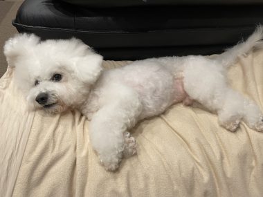 ビションフリーゼ　おもち  11月19日(水曜) おもちマッサージ IMG_1138-380x285