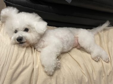 ビションフリーゼ　おもち  11月19日(水曜) おもちマッサージ IMG_1139-380x285