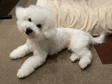 ビションフリーゼ　おもち  11月19日(水曜) おもちマッサージ IMG_1140-380x285