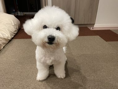 ビションフリーゼ　おもち  11月19日(水曜) おもちマッサージ IMG_1141-380x285