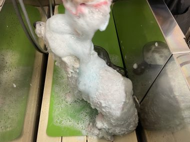 ビションフリーゼ　おもち  おもちふくトリミング IMG_1144-380x285