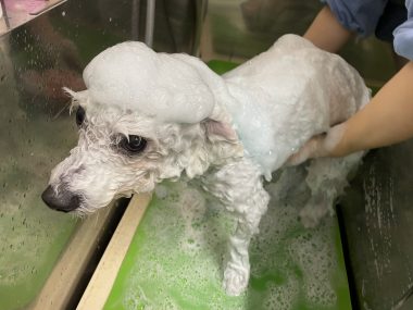 ビションフリーゼ　おもち  おもちふくトリミング IMG_1145-380x285