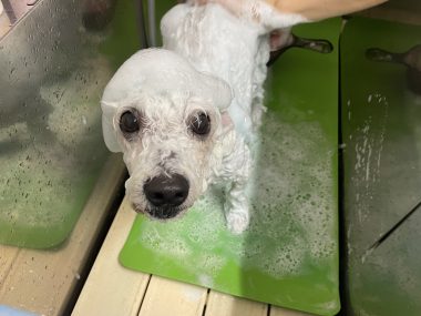 ビションフリーゼ　おもち  おもちふくトリミング IMG_1146-380x285