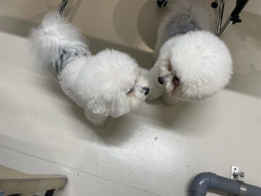 ビションフリーゼ　おもち  おもちふくトリミング IMG_1148-380x285