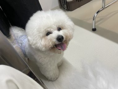 ビションフリーゼ　おもち  おもちふくトリミング IMG_1150-380x285