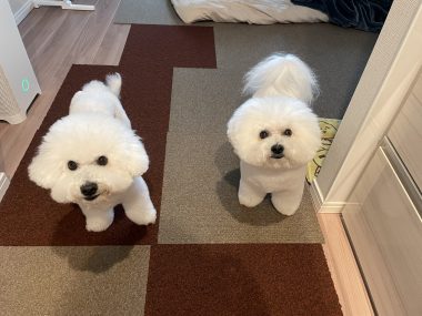 ビションフリーゼ　おもち  おもちふくトリミング IMG_1152-380x285