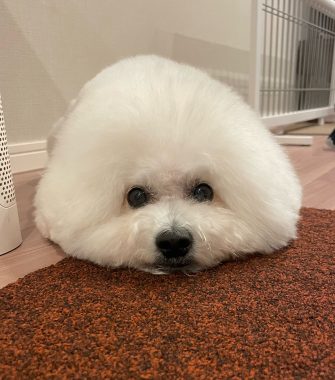 ビションフリーゼ　おもち  おもちふくらむ 11月22日(土曜) IMG_1154-335x380