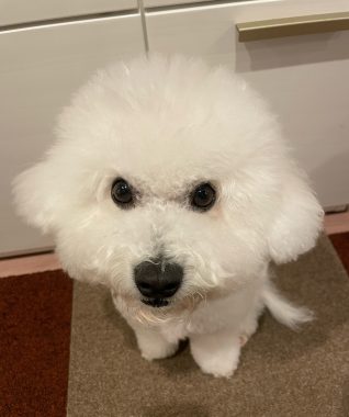 ビションフリーゼ　おもち  おもちふくらむ 11月22日(土曜) IMG_1156-318x380