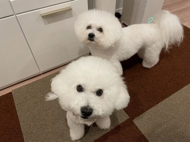 ビションフリーゼ　おもち  おもちふくらむ 11月22日(土曜) IMG_1158-380x285