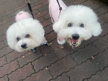 ビションフリーゼ　おもち  おもちふくらむ 11月24日(月曜) IMG_1180-380x285