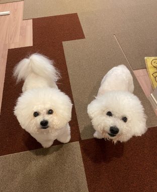 ビションフリーゼ おもち 顔・デュアルピールとシルファームx初回 IMG_1186-312x380 ビションフリーゼ おもち 顔・デュアルピールとシルファームx初回 IMG_1186-312x380