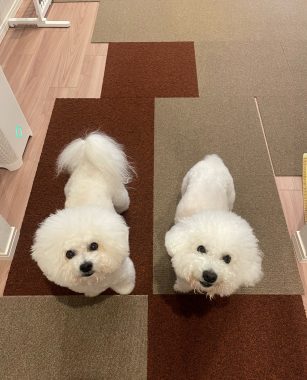 ビションフリーゼ おもち 顔・デュアルピールとシルファームx初回 IMG_1187-307x380 ビションフリーゼ おもち 顔・デュアルピールとシルファームx初回 IMG_1187-307x380