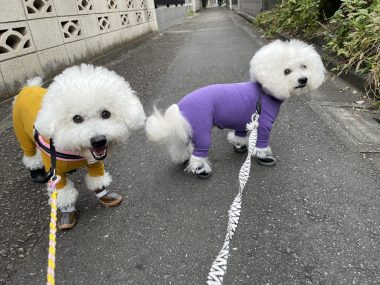 ビションフリーゼ おもち 顔・デュアルピールとシルファームx初回 IMG_1211-380x285 ビションフリーゼ おもち 顔・デュアルピールとシルファームx初回 IMG_1211-380x285