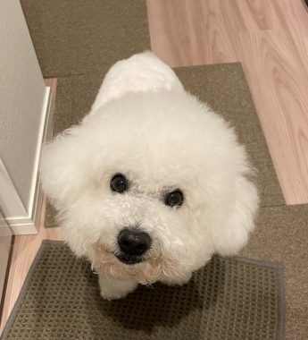 ビションフリーゼ おもち 顔・デュアルピールとシルファームx初回 IMG_1216-345x380 ビションフリーゼ おもち 顔・デュアルピールとシルファームx初回 IMG_1216-345x380