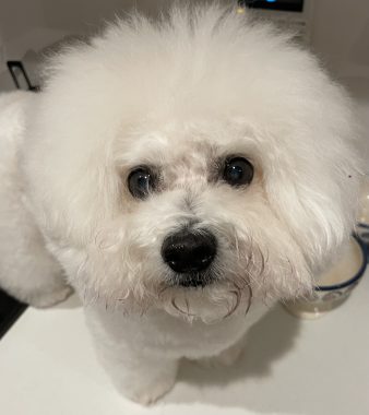 ビションフリーゼ おもち 顔・デュアルピールとシルファームx初回 IMG_1218-338x380 ビションフリーゼ おもち 顔・デュアルピールとシルファームx初回 IMG_1218-338x380