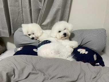 ビションフリーゼ おもち 顔・デュアルピールとシルファームx初回 IMG_1219-380x285 ビションフリーゼ おもち 顔・デュアルピールとシルファームx初回 IMG_1219-380x285