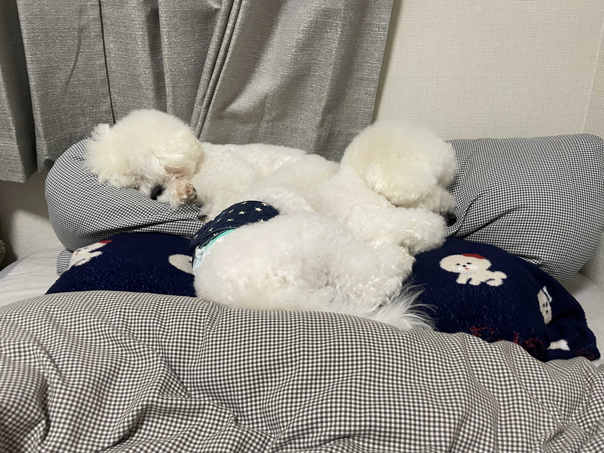 ビションフリーゼ おもち 顔・デュアルピールとシルファームx初回 IMG_1220-scaled ビションフリーゼ おもち 顔・デュアルピールとシルファームx初回 IMG_1220-scaled