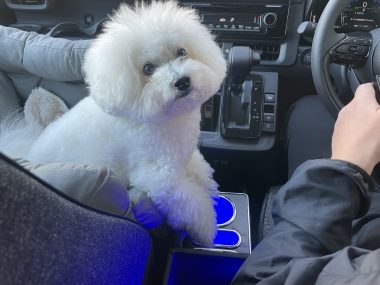 ビションフリーゼ　おもち 自分の事ですが  ドライブと運転の練習とダウンタイム IMG_1225-380x285