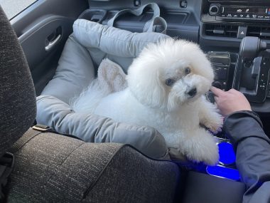 ビションフリーゼ　おもち 自分の事ですが  ドライブと運転の練習とダウンタイム IMG_1227-380x285