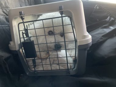 ビションフリーゼ　おもち 自分の事ですが  ドライブと運転の練習とダウンタイム IMG_1229-380x285