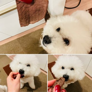 ビションフリーゼ　おもち  メリークリスマス！（遅） 024B993D-82E6-4DC0-BBE4-98EC2395B65F-380x380