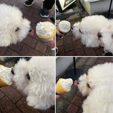 ビションフリーゼ おもち おもちふくらむ 12月14日(日曜) 261FD5B0-1BE8-46A2-AD1D-BC6E0C2B09FB-380x380 ビションフリーゼ おもち おもちふくらむ 12月14日(日曜) 261FD5B0-1BE8-46A2-AD1D-BC6E0C2B09FB-380x380