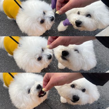 ビションフリーゼ　おもち  運転練習おじさんぽ彡 DDEAEA66-BBED-41A1-8917-2E788CC78A5D-380x380