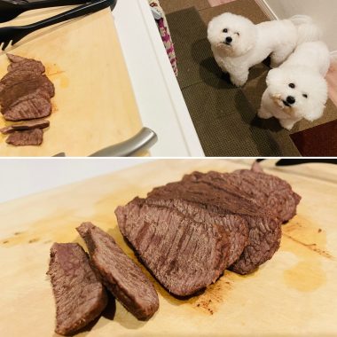 ビションフリーゼ　おもち  メリークリスマス！（遅） E521622E-B8B7-488A-809D-38335C14C347-380x380