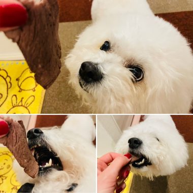 ビションフリーゼ　おもち  メリークリスマス！（遅） E852D09A-26C1-4398-909F-77DEA8138CDE-380x380