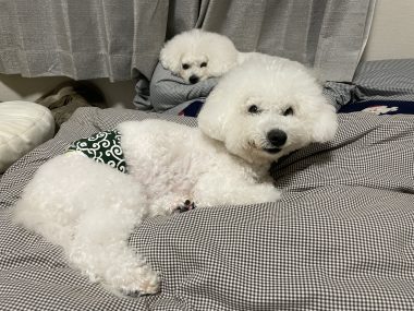 ビションフリーゼ　おもち 自分の事ですが  ドライブと運転の練習とダウンタイム IMG_1230-380x285