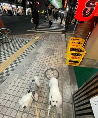 ビションフリーゼ おもち ワクチンのこと IMG_1241-315x380 ビションフリーゼ おもち ワクチンのこと IMG_1241-315x380