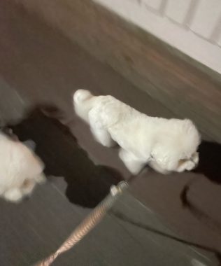 ビションフリーゼ おもち ワクチンのこと IMG_1242-316x380 ビションフリーゼ おもち ワクチンのこと IMG_1242-316x380