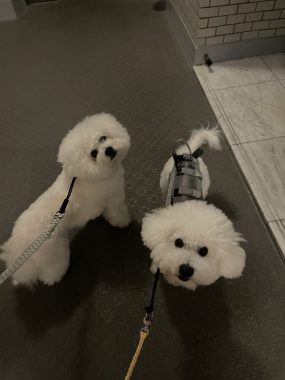 ビションフリーゼ おもち ワクチンのこと IMG_1244-scaled-e1764777205546-285x380 ビションフリーゼ おもち ワクチンのこと IMG_1244-scaled-e1764777205546-285x380