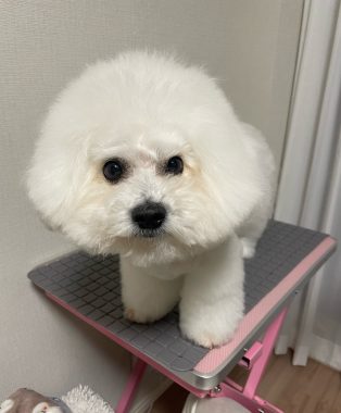 ビションフリーゼ おもち ワクチンのこと IMG_1245-314x380 ビションフリーゼ おもち ワクチンのこと IMG_1245-314x380