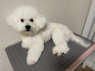 ビションフリーゼ おもち ワクチンのこと IMG_1246-380x285 ビションフリーゼ おもち ワクチンのこと IMG_1246-380x285