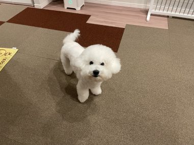 ビションフリーゼ おもち ワクチンのこと IMG_1247-380x285 ビションフリーゼ おもち ワクチンのこと IMG_1247-380x285