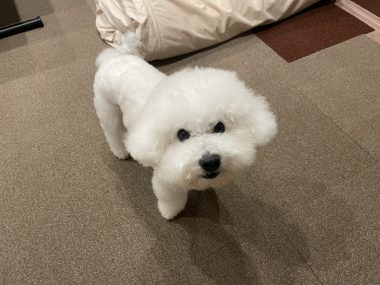 ビションフリーゼ おもち ワクチンのこと IMG_1248-380x285 ビションフリーゼ おもち ワクチンのこと IMG_1248-380x285