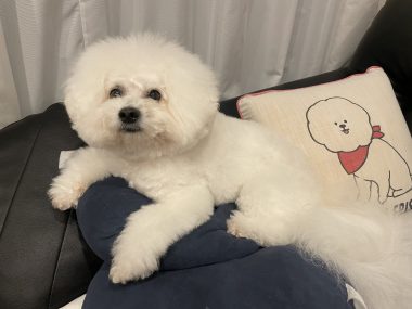 ビションフリーゼ おもち ワクチンのこと IMG_1249-380x285 ビションフリーゼ おもち ワクチンのこと IMG_1249-380x285