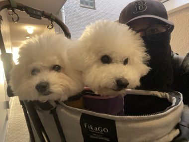 ビションフリーゼ おもち おもちふくらむ 12月4日(木曜) IMG_1274-380x285 ビションフリーゼ おもち おもちふくらむ 12月4日(木曜) IMG_1274-380x285