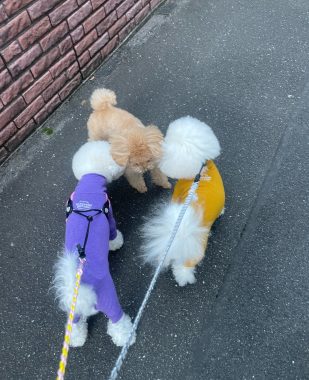 ビションフリーゼ おもち おもちふくらむ 12月4日(木曜) IMG_1277-309x380 ビションフリーゼ おもち おもちふくらむ 12月4日(木曜) IMG_1277-309x380