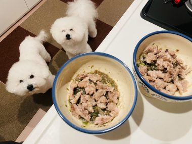 ビションフリーゼ おもち おもちふくらむ 12月4日(木曜) IMG_1288-380x285 ビションフリーゼ おもち おもちふくらむ 12月4日(木曜) IMG_1288-380x285