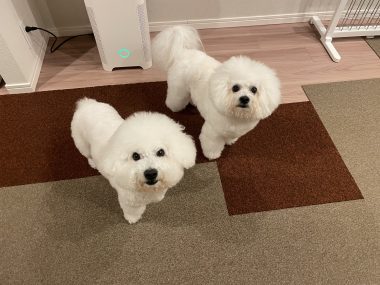 ビションフリーゼ おもち おもちふくらむ 12月4日(木曜) IMG_1290-380x285 ビションフリーゼ おもち おもちふくらむ 12月4日(木曜) IMG_1290-380x285