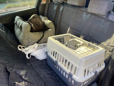 ビションフリーゼ おもち 運転練習2回目 IMG_1294-380x285 ビションフリーゼ おもち 運転練習2回目 IMG_1294-380x285