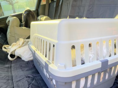 ビションフリーゼ おもち 運転練習2回目 IMG_1295-380x285 ビションフリーゼ おもち 運転練習2回目 IMG_1295-380x285