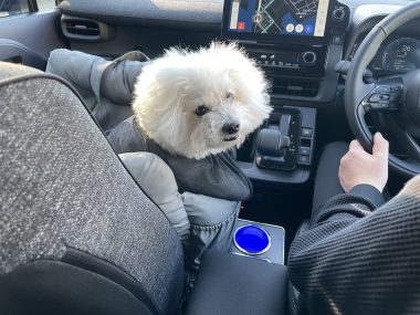 ビションフリーゼ おもち 運転練習2回目 IMG_1296-380x285 ビションフリーゼ おもち 運転練習2回目 IMG_1296-380x285