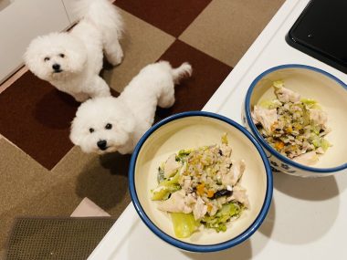 ビションフリーゼ おもち 運転練習2回目 IMG_1297-380x285 ビションフリーゼ おもち 運転練習2回目 IMG_1297-380x285