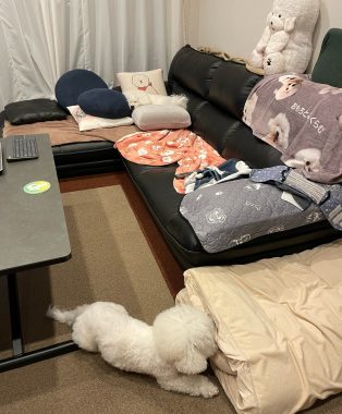 ビションフリーゼ おもち 運転練習2回目 IMG_1299-314x380 ビションフリーゼ おもち 運転練習2回目 IMG_1299-314x380