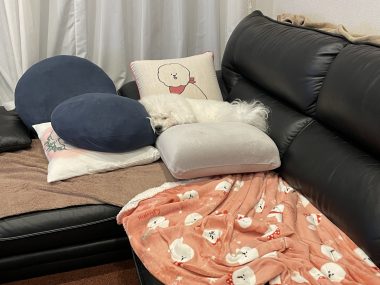 ビションフリーゼ おもち 運転練習2回目 IMG_1300-380x285 ビションフリーゼ おもち 運転練習2回目 IMG_1300-380x285