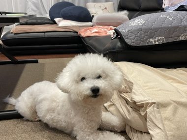 ビションフリーゼ おもち 運転練習2回目 IMG_1301-380x285 ビションフリーゼ おもち 運転練習2回目 IMG_1301-380x285