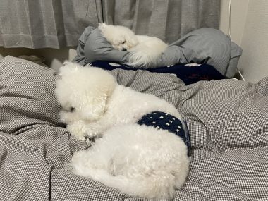 ビションフリーゼ おもち 運転練習2回目 IMG_1302-380x285 ビションフリーゼ おもち 運転練習2回目 IMG_1302-380x285